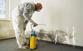 Best Black Mold Removal  in Rayne, LA